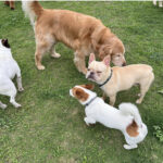 初めてペットを預ける時、飼い主さんが一番不安に思う5つのこと