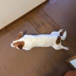 うちの子、最近歩き方がおかしい…
