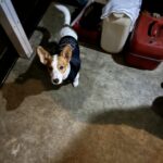 もし今夜、停電したら――愛犬を守れますか？