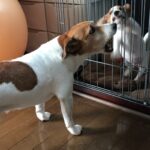 先住犬が新入り犬を受け入れない…2年かかったリアル体験談｜多頭飼いの悩みと解決策