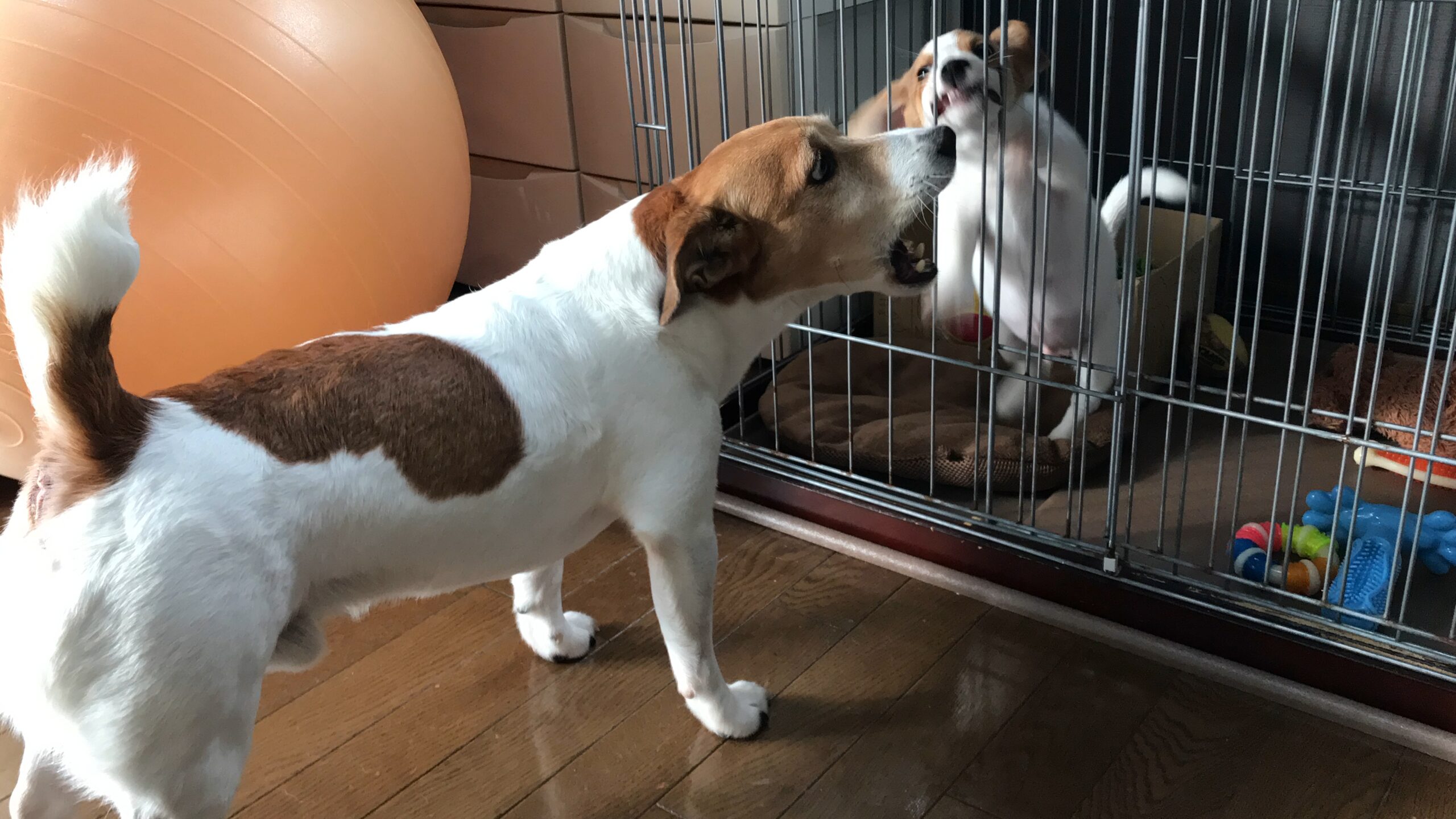 当時の先住犬と新入り犬の様子