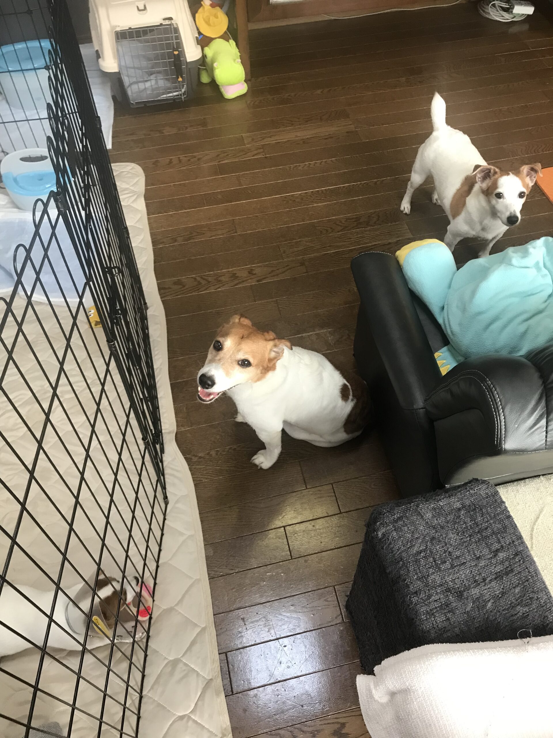 先住犬が別スペースにいる様子
