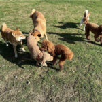 預けている間の様子がわかることが、なぜ大型犬に必要なのか
