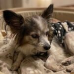 【老犬介護の限界】「早く終わってほしい」はあなたが愛し抜いた証拠