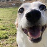 精一杯だったあなたの時間は、あの子に届いていた ― 肥満細胞腫と1年10ヶ月、愛犬を看取って